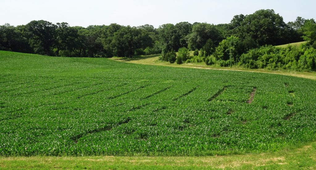 Field - Degler corn maze, Chanhassen